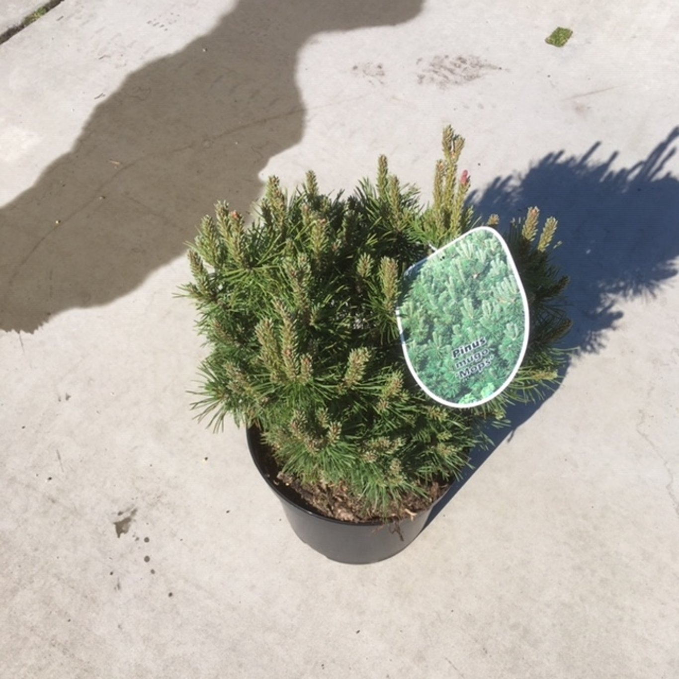 Pinus mugo 'Mops' - C7.5 30-40 CM
